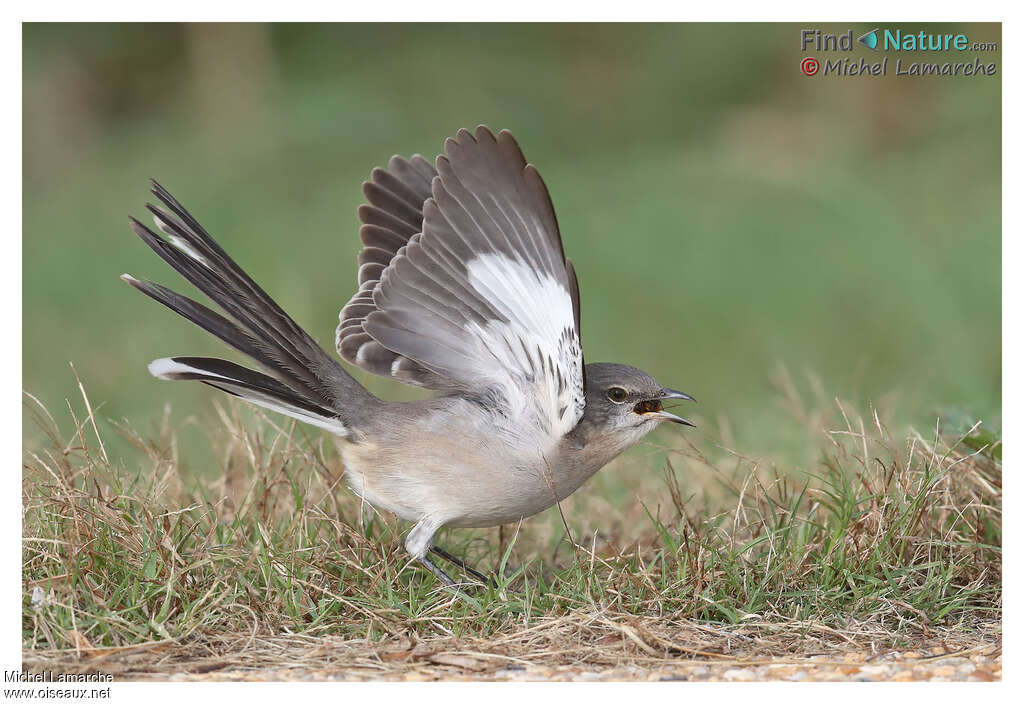 Northern Mockingbird, aspect, pigmentation, Behaviour