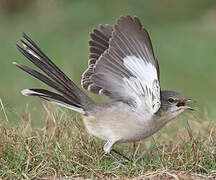 Northern Mockingbird