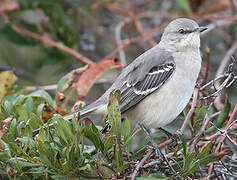 Northern Mockingbird