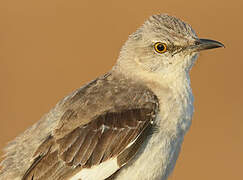 Northern Mockingbird