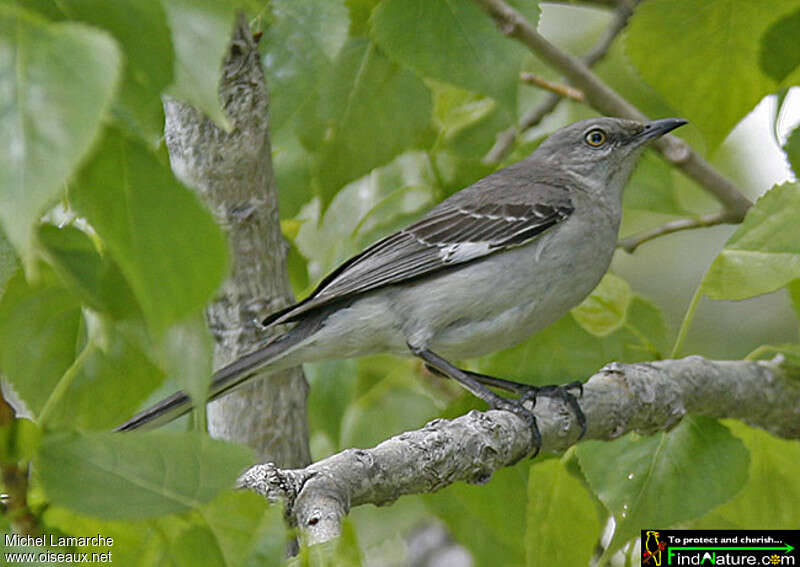 Northern Mockingbirdadult, identification