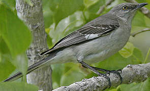 Northern Mockingbird