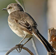 Northern Mockingbird