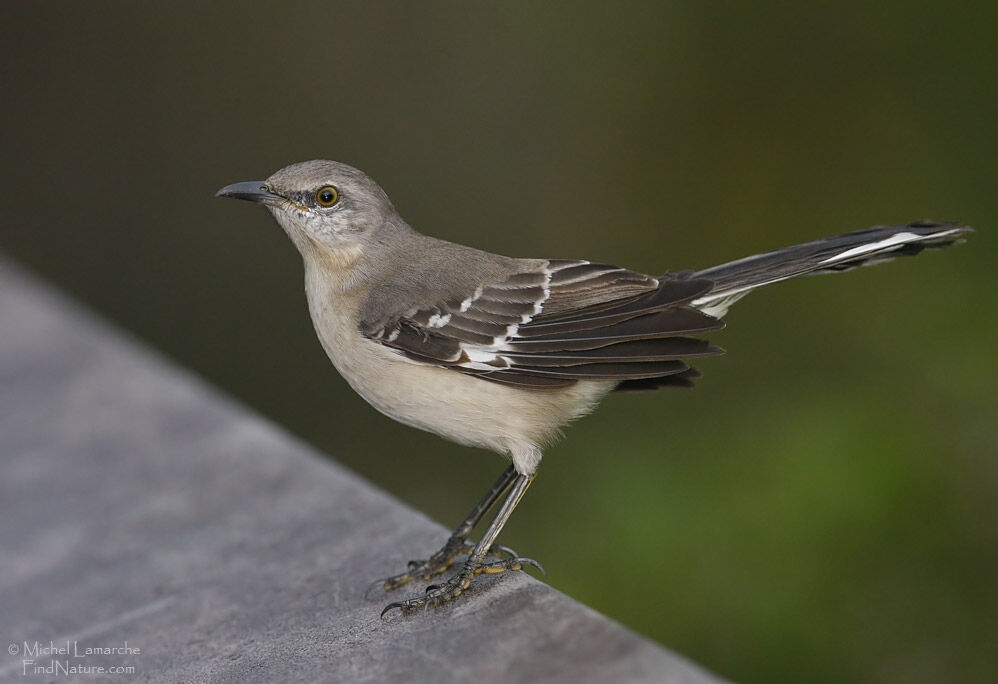 Northern Mockingbird