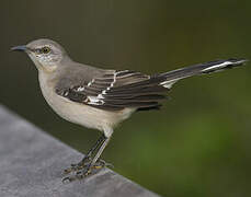 Northern Mockingbird