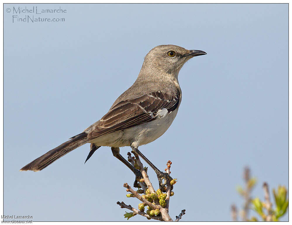 Northern Mockingbirdadult, habitat, pigmentation, Behaviour