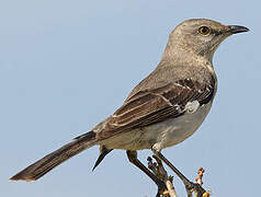 Northern Mockingbird