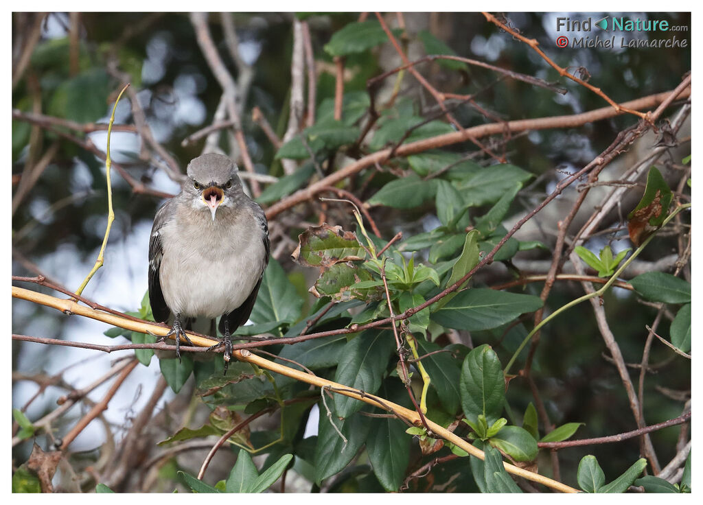 Northern Mockingbird