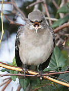 Northern Mockingbird