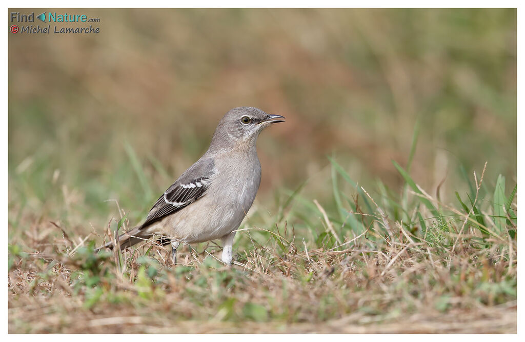 Northern Mockingbird