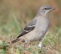 Northern Mockingbird