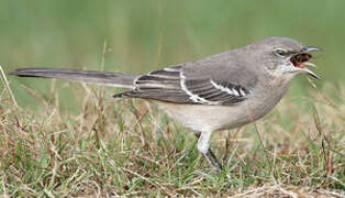 Northern Mockingbird