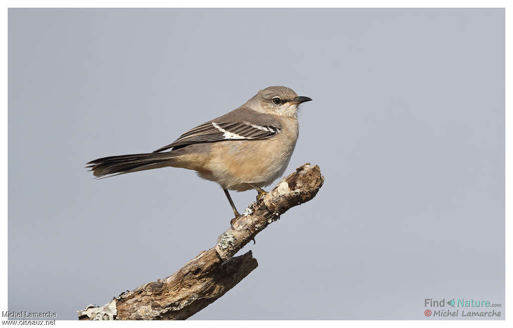 Northern Mockingbirdadult, identification