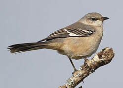 Northern Mockingbird