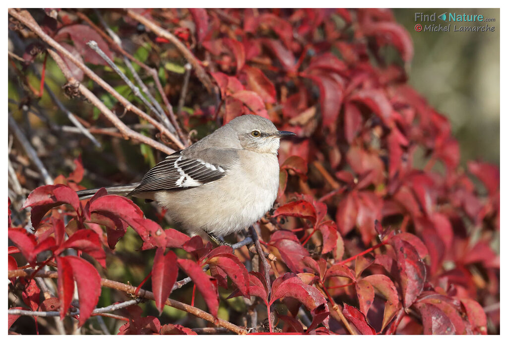 Northern Mockingbird