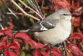 Northern Mockingbird