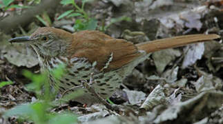 Brown Thrasher