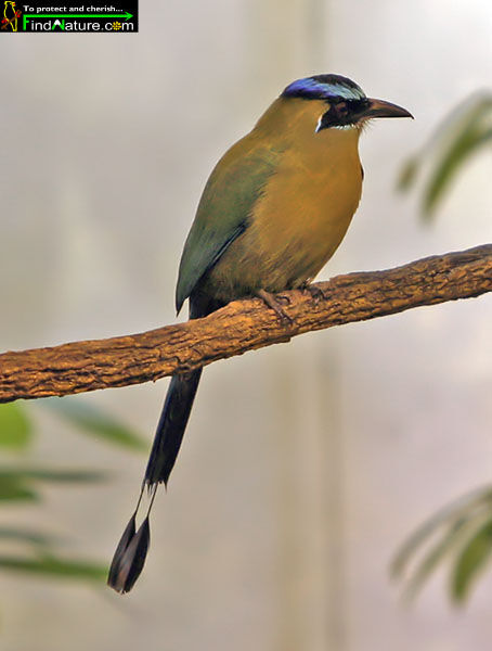 Motmot houtouc