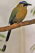 Amazonian Motmot