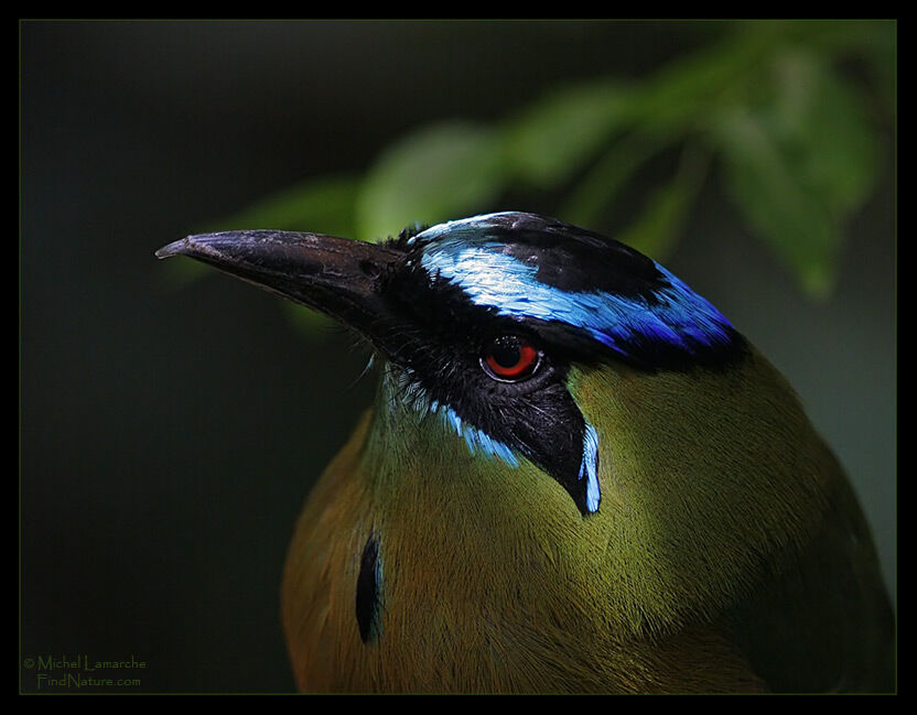 Motmot houtouc