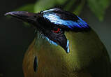 Motmot houtouc