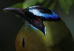 Amazonian Motmot