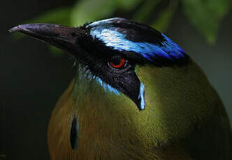 Motmot houtouc