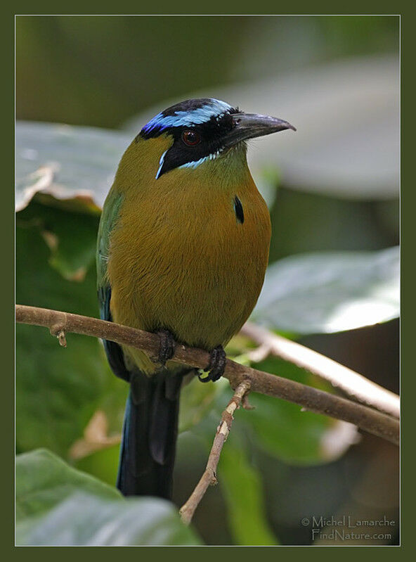 Motmot houtoucadulte