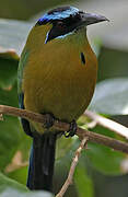 Motmot houtouc