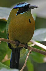 Motmot houtouc