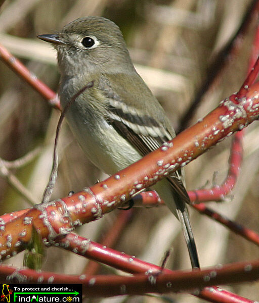 Alder Flycatcher