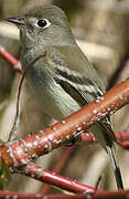 Alder Flycatcher