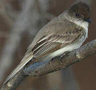 Eastern Phoebe