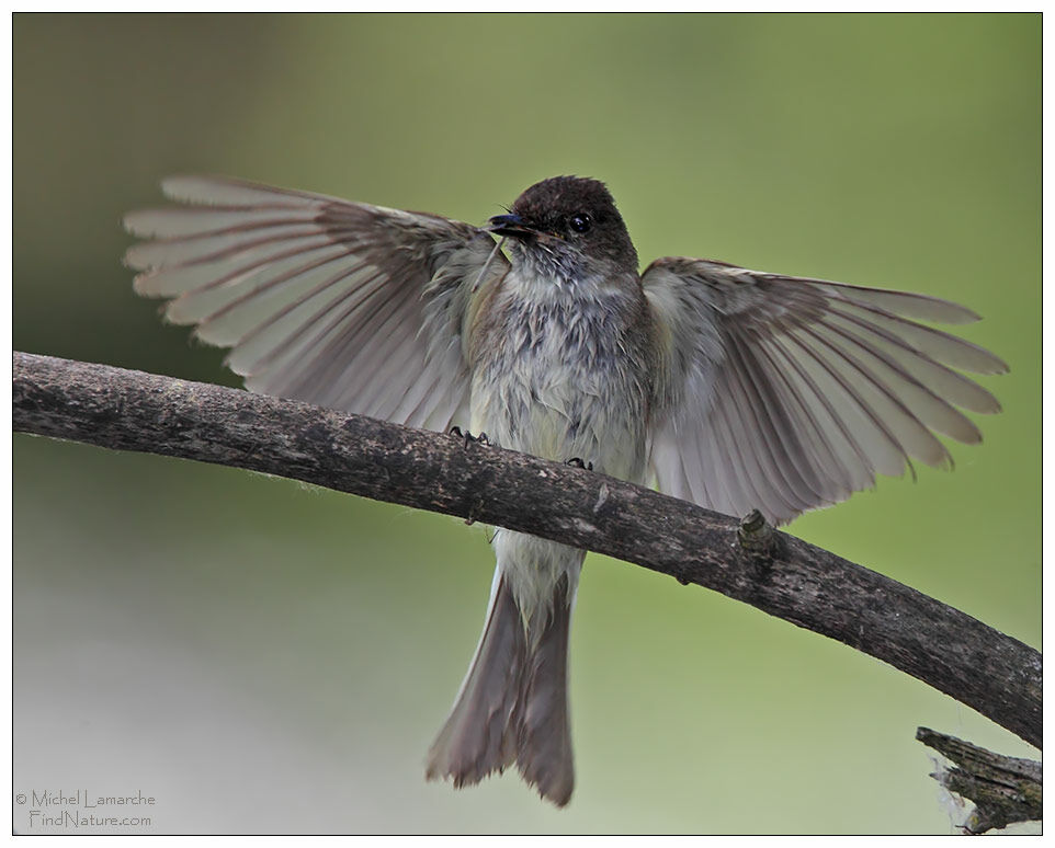 Eastern Phoebe