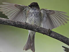 Eastern Phoebe