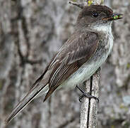 Eastern Phoebe