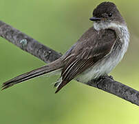 Eastern Phoebe