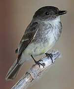 Eastern Phoebe