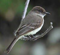 Eastern Phoebe