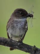 Eastern Phoebe