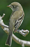 Least Flycatcher