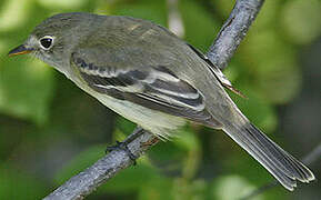 Least Flycatcher