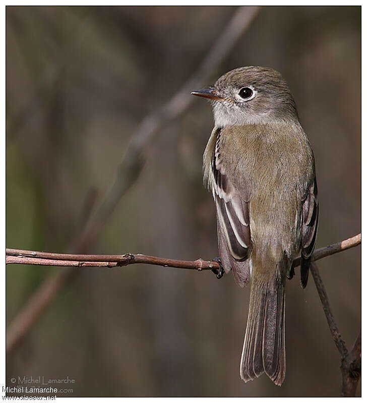 Least Flycatcher, identification