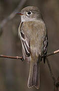 Least Flycatcher