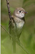 Least Flycatcher