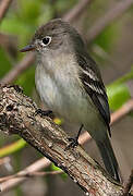 Least Flycatcher