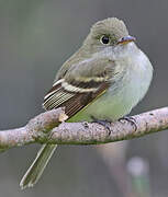 Acadian Flycatcher