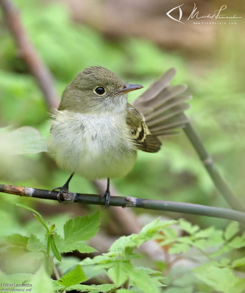 Acadian Flycatcheradult, close-up portrait