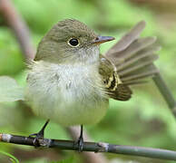 Moucherolle vert