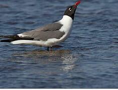 Laughing Gull